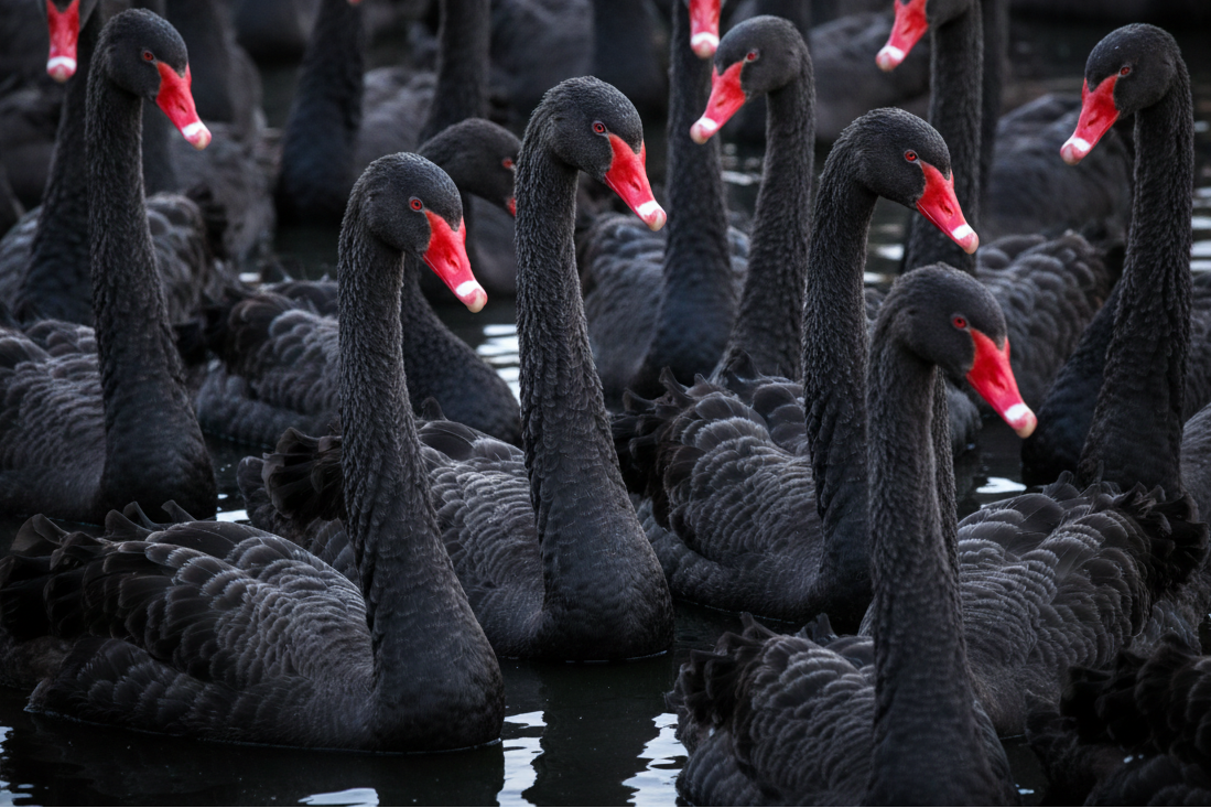 just the swans, many